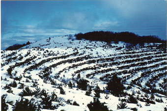Vista hivernal del paratge dels pous de neu de Maçanet